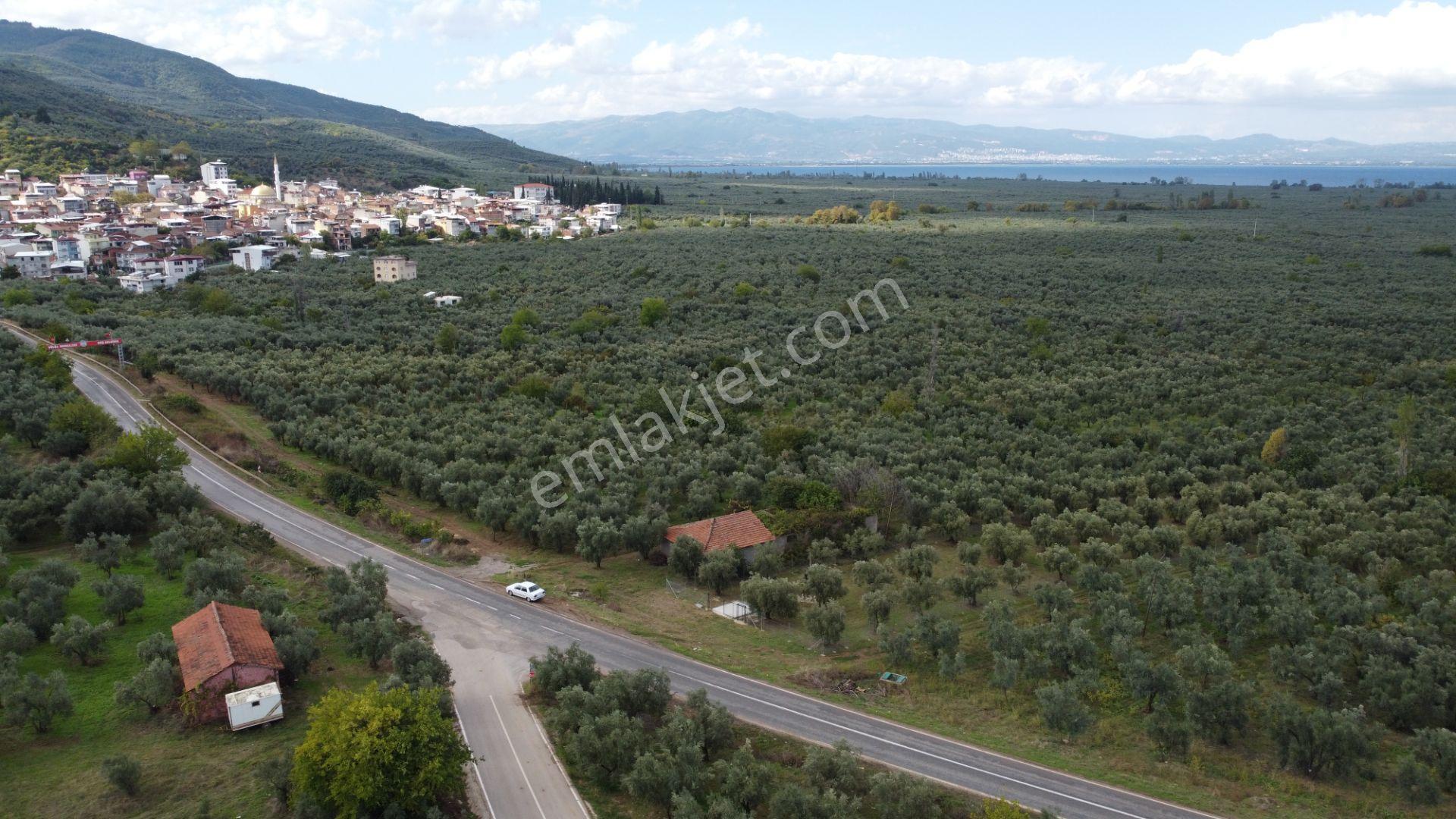 Beka'dan Sölöz Köyünde Asfalt Cepheli Göl Manzaralı Köye Yakın 2499 M2 Zeytinlik — fotoğraf 16