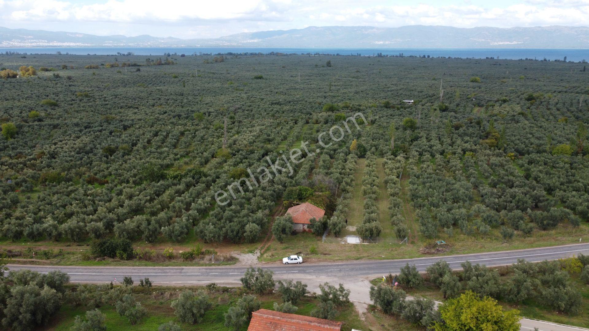 Beka'dan Sölöz Köyünde Asfalt Cepheli Göl Manzaralı Köye Yakın 2499 M2 Zeytinlik — fotoğraf 17