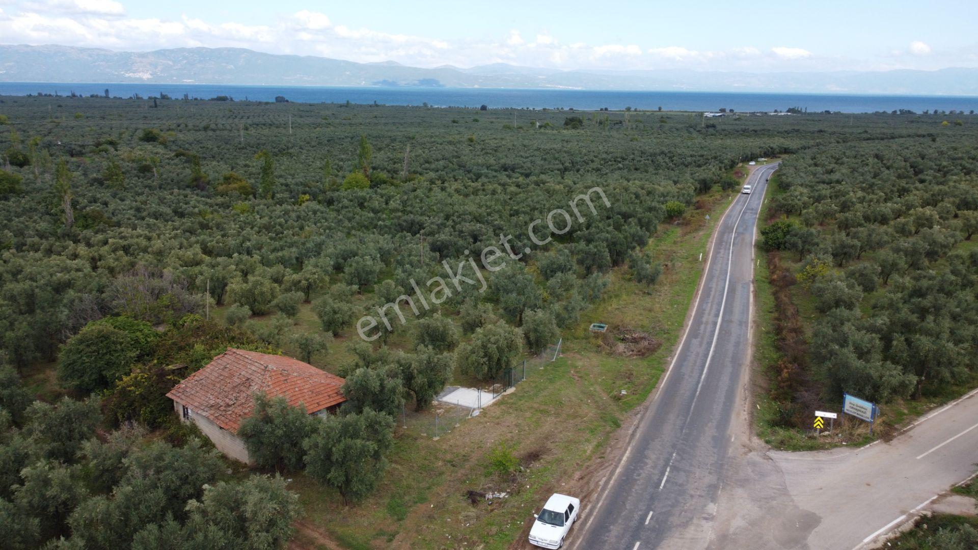 Beka'dan Sölöz Köyünde Asfalt Cepheli Göl Manzaralı Köye Yakın 2499 M2 Zeytinlik — fotoğraf 18
