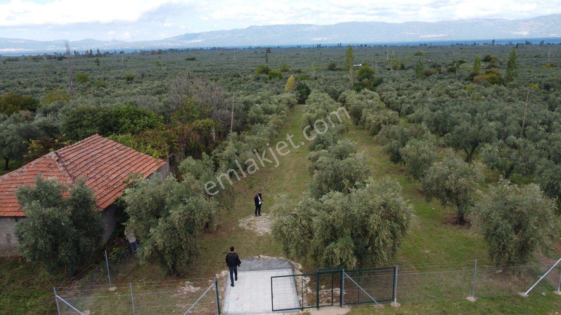 Beka'dan Sölöz Köyünde Asfalt Cepheli Göl Manzaralı Köye Yakın 2499 M2 Zeytinlik — fotoğraf 19
