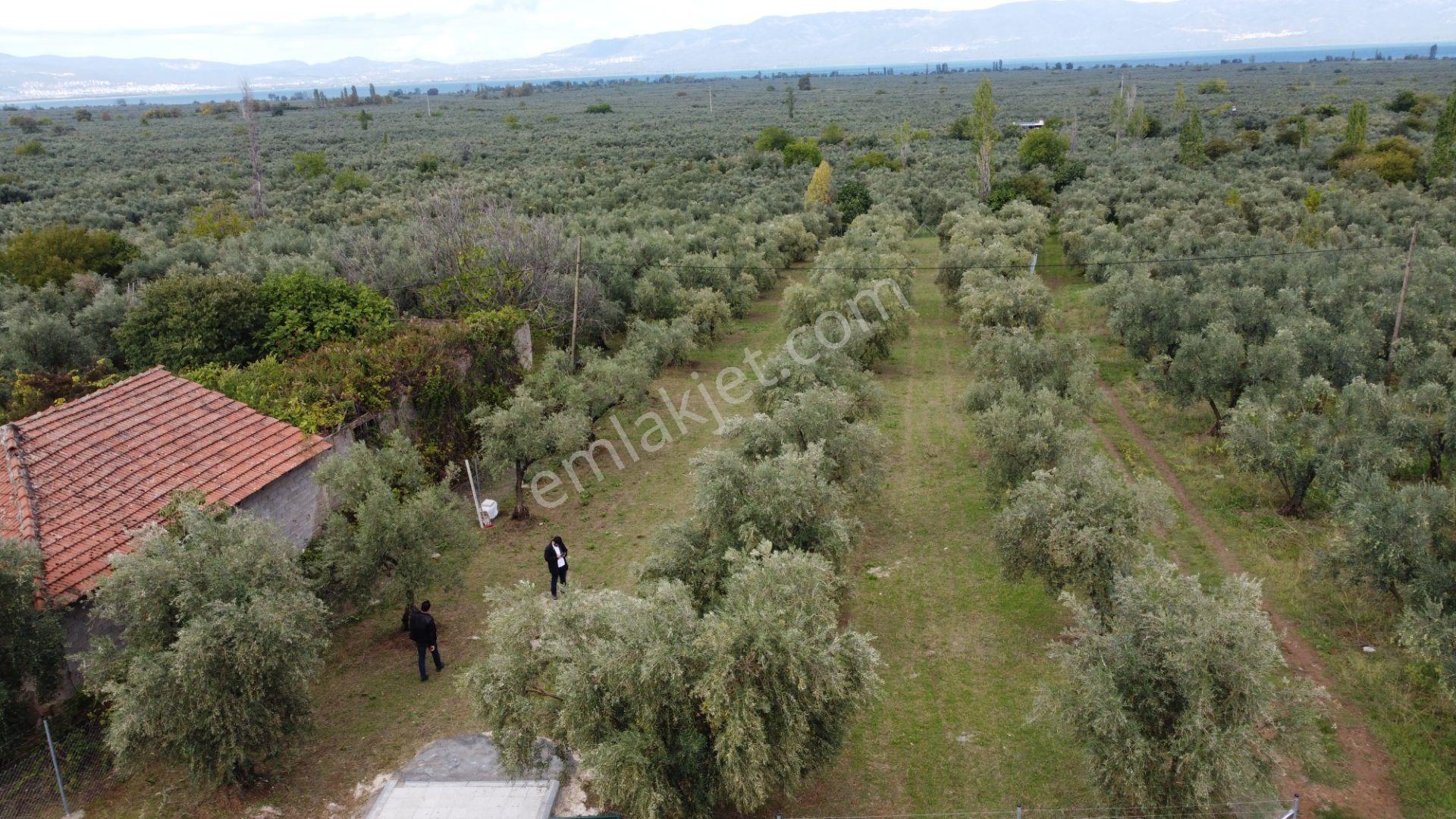Beka'dan Sölöz Köyünde Asfalt Cepheli Göl Manzaralı Köye Yakın 2499 M2 Zeytinlik — fotoğraf 20