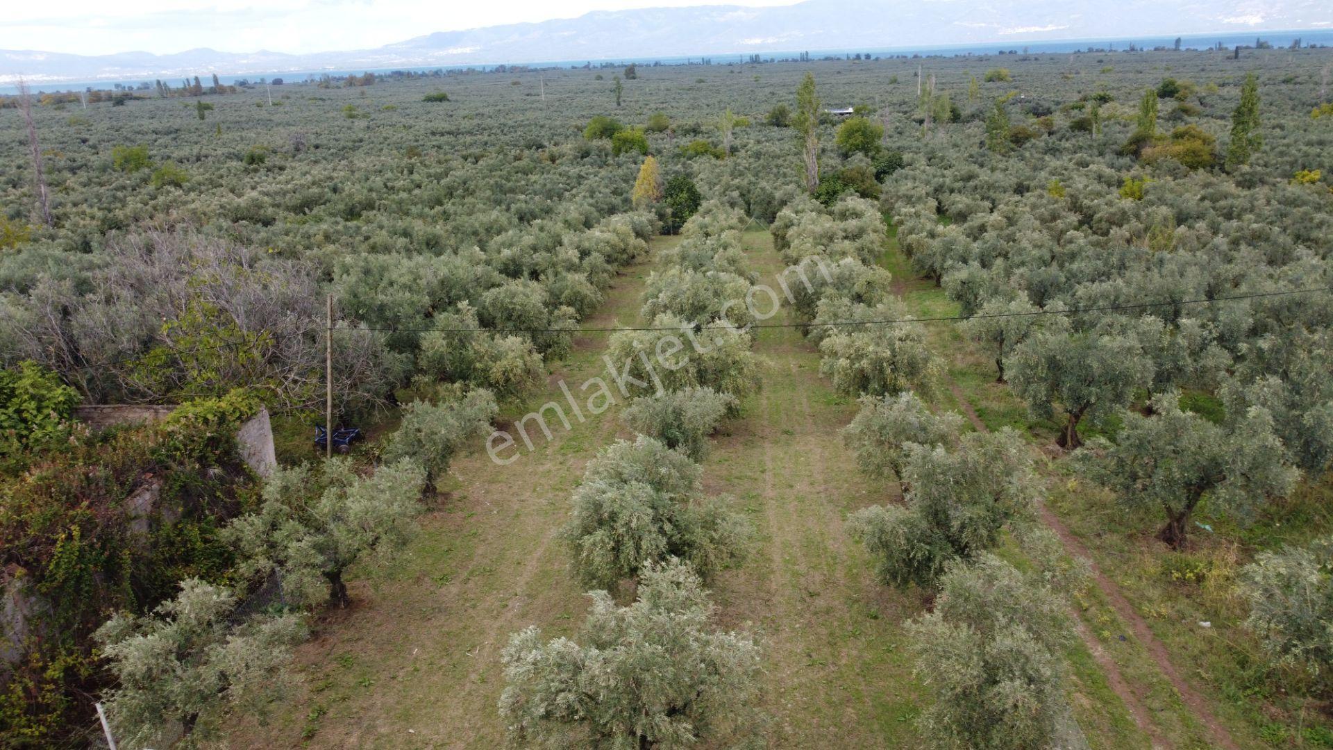 Beka'dan Sölöz Köyünde Asfalt Cepheli Göl Manzaralı Köye Yakın 2499 M2 Zeytinlik — fotoğraf 21