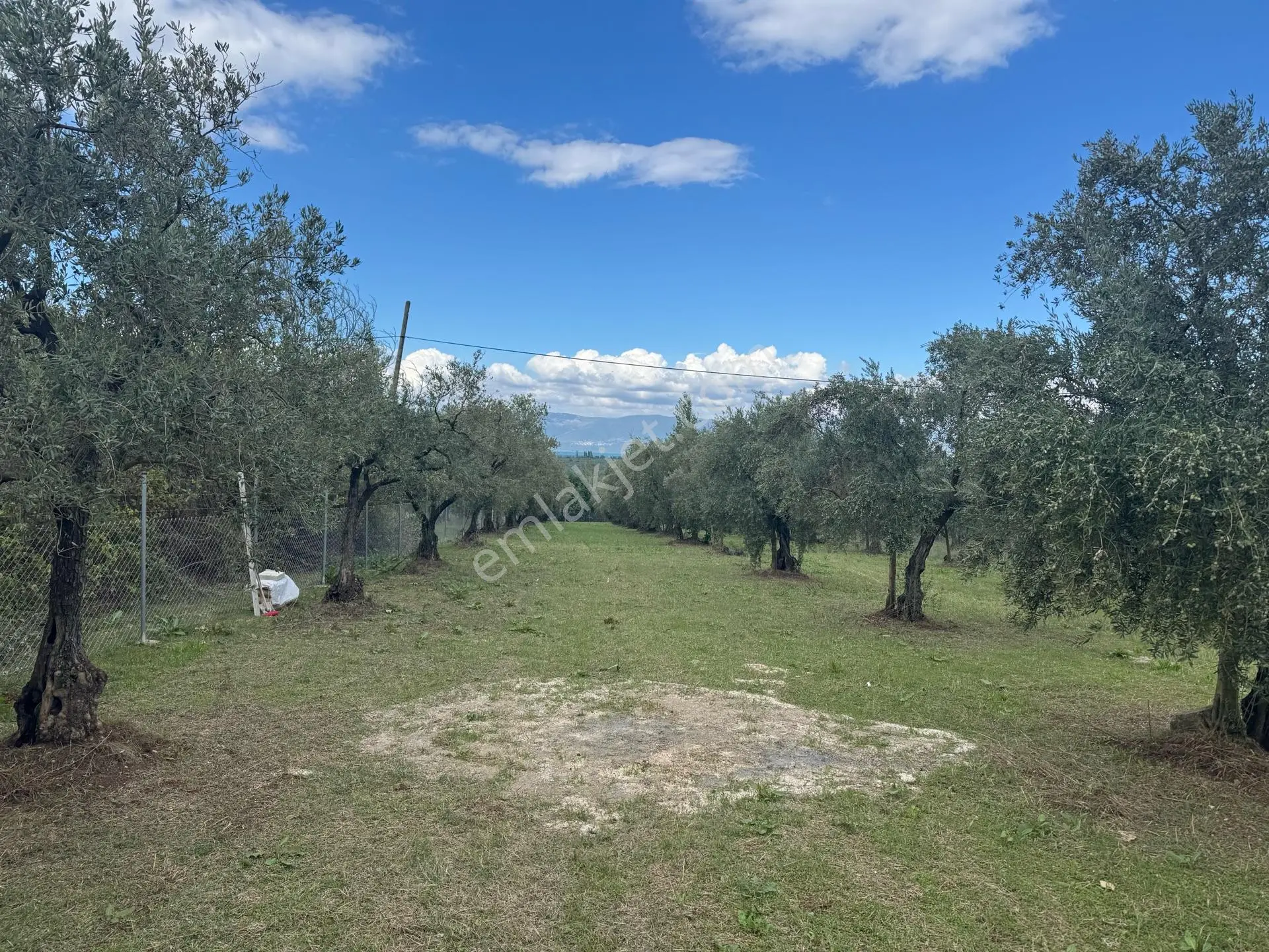 Beka'dan Sölöz Köyünde Asfalt Cepheli Göl Manzaralı Köye Yakın 2499 M2 Zeytinlik — fotoğraf 23