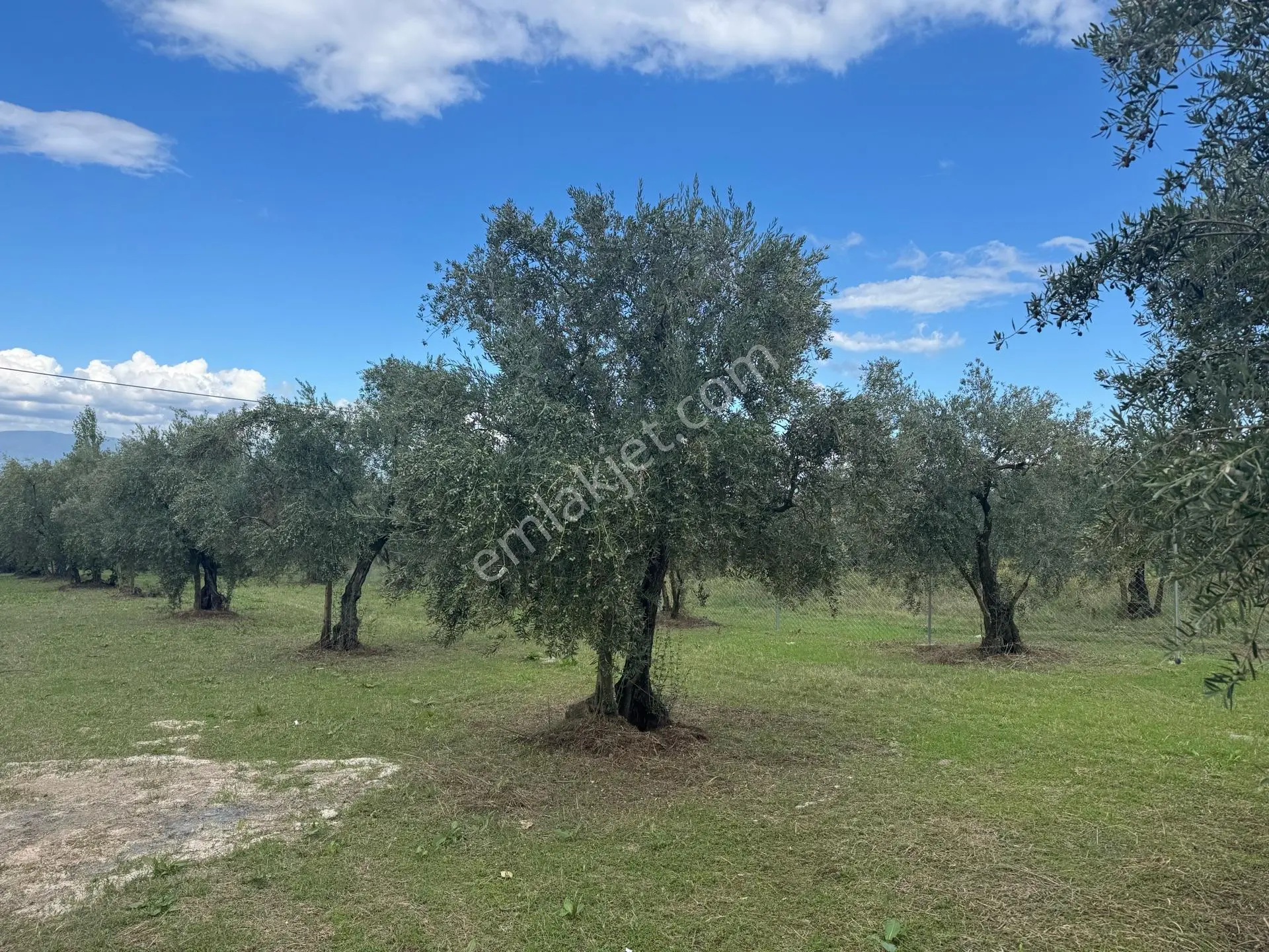 Beka'dan Sölöz Köyünde Asfalt Cepheli Göl Manzaralı Köye Yakın 2499 M2 Zeytinlik — fotoğraf 24