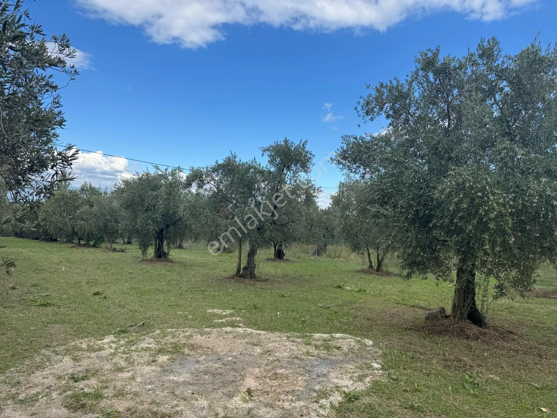 Beka'dan Sölöz Köyünde Asfalt Cepheli Göl Manzaralı Köye Yakın 2499 M2 Zeytinlik — fotoğraf 25