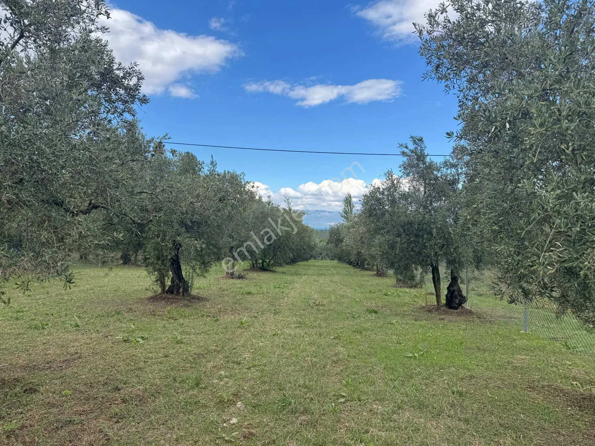 Beka'dan Sölöz Köyünde Asfalt Cepheli Göl Manzaralı Köye Yakın 2499 M2 Zeytinlik — fotoğraf 27