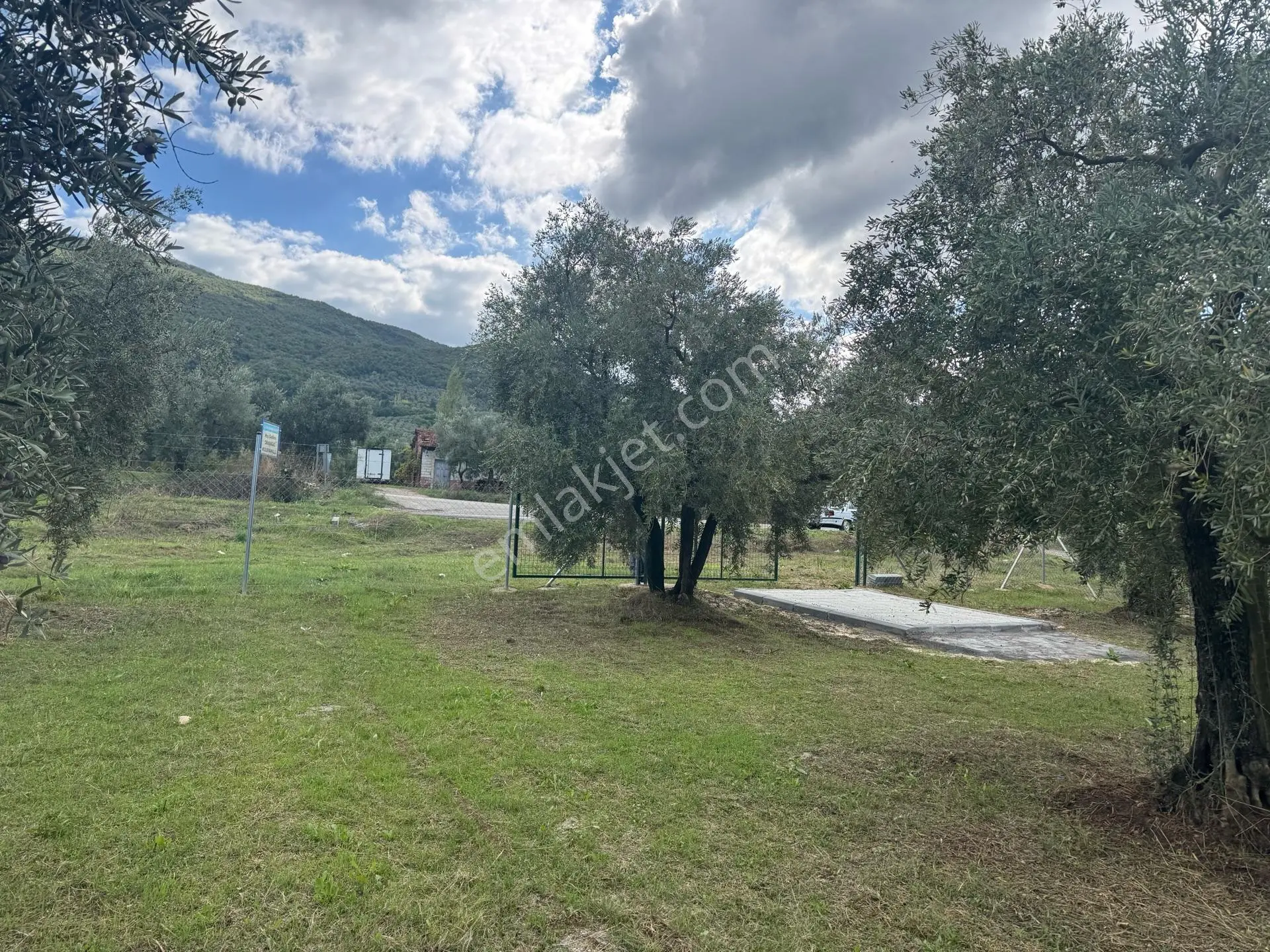 Beka'dan Sölöz Köyünde Asfalt Cepheli Göl Manzaralı Köye Yakın 2499 M2 Zeytinlik — fotoğraf 28