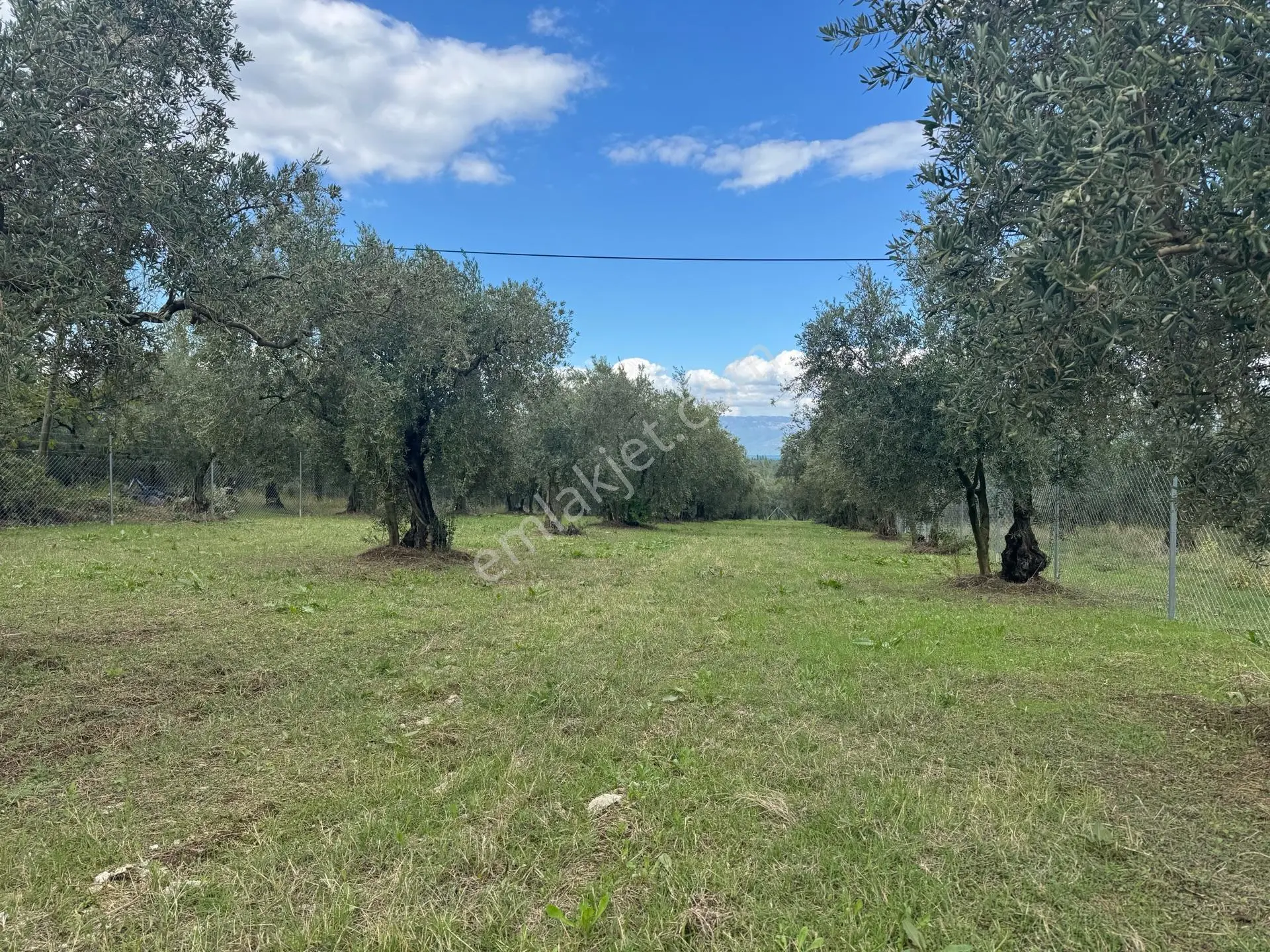 Beka'dan Sölöz Köyünde Asfalt Cepheli Göl Manzaralı Köye Yakın 2499 M2 Zeytinlik — fotoğraf 30