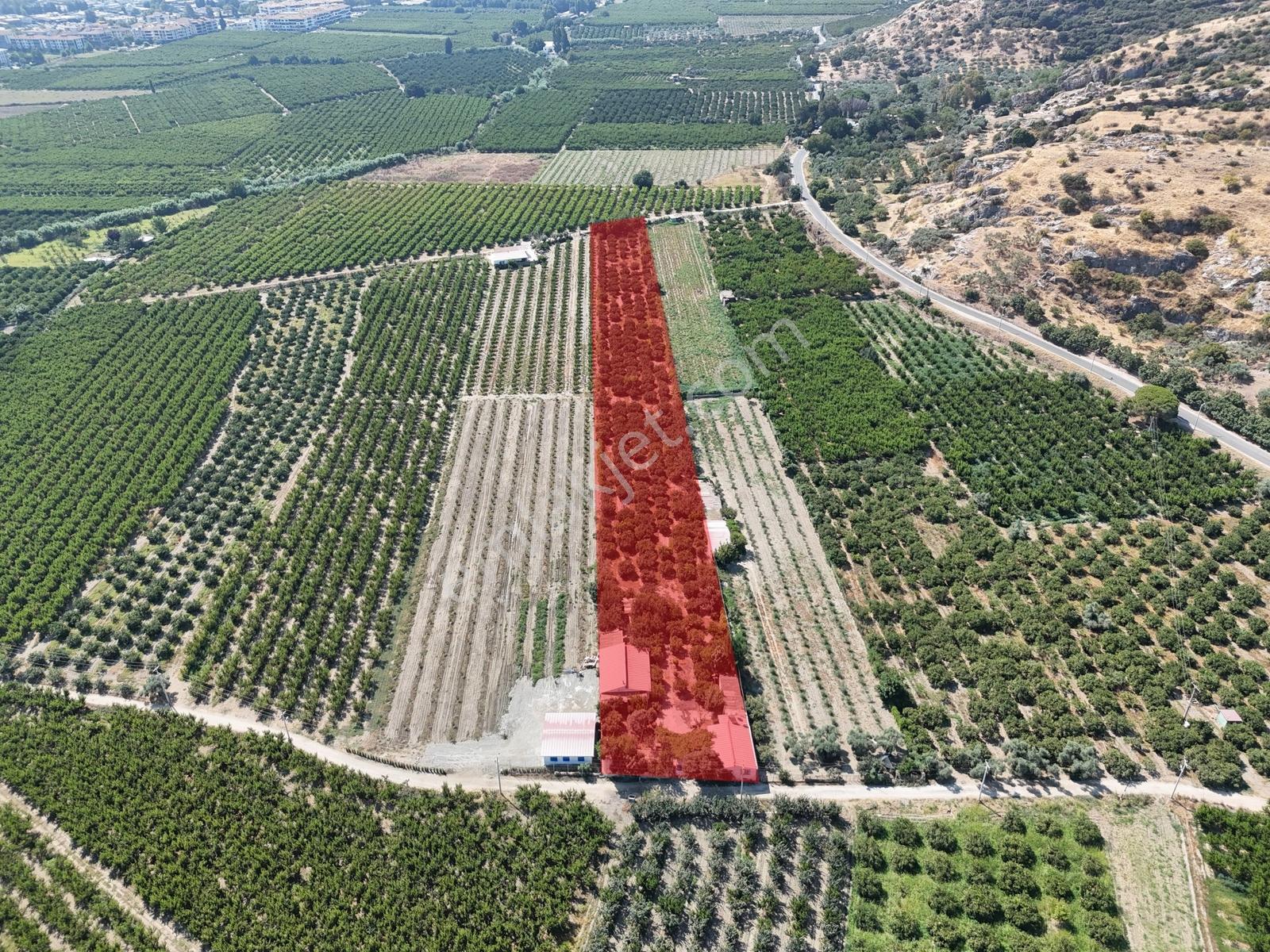 Satılık.. İzmir Selçuk'Da 8.474 M2 Mandalin Bahçesi...