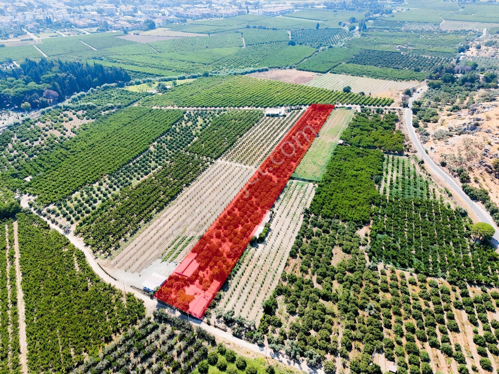 Satılık.. İzmir Selçuk'da 8.474 M2 Mandalin Bahçesi... — fotoğraf 2