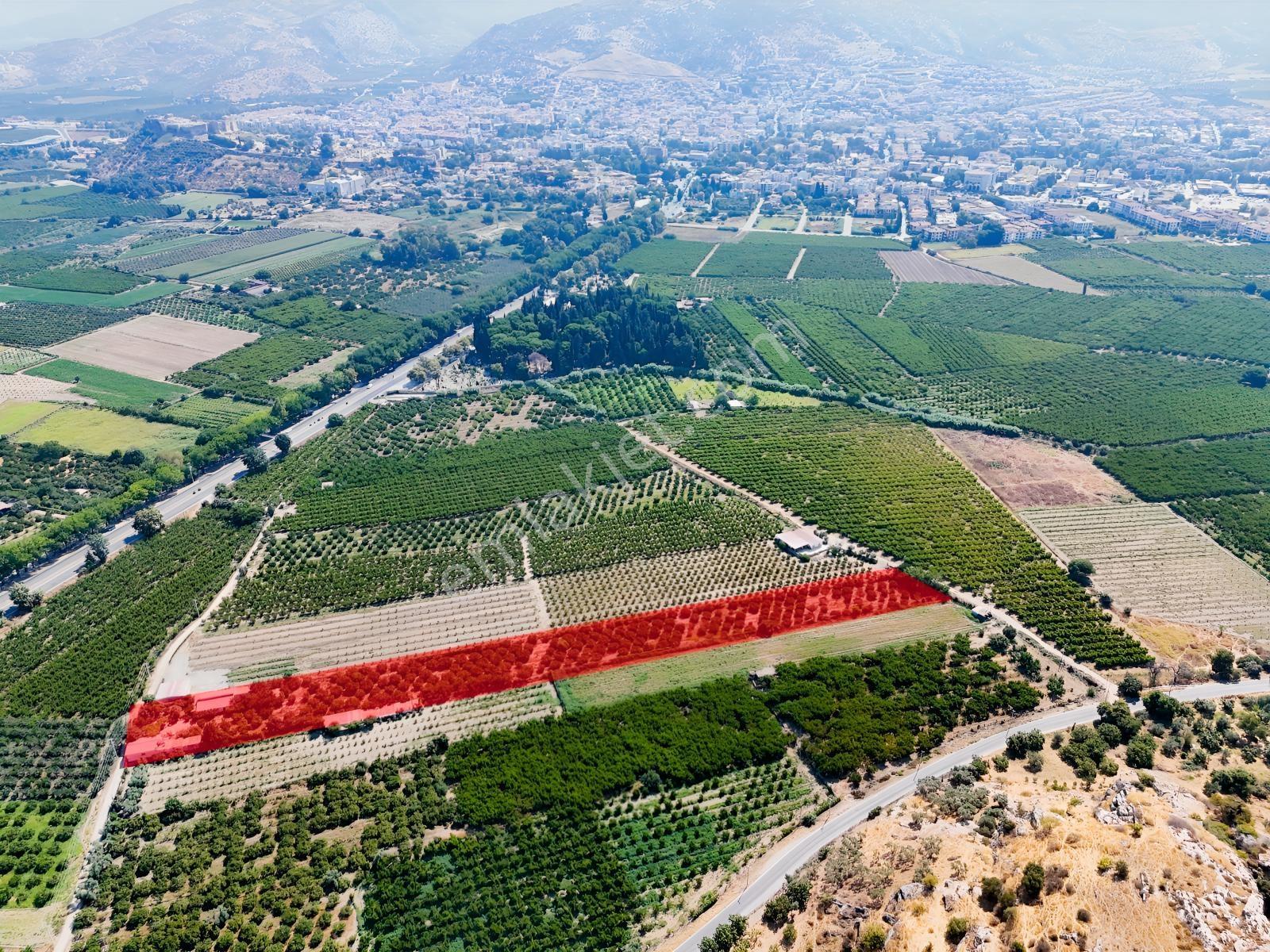 Satılık.. İzmir Selçuk'da 8.474 M2 Mandalin Bahçesi... — fotoğraf 3