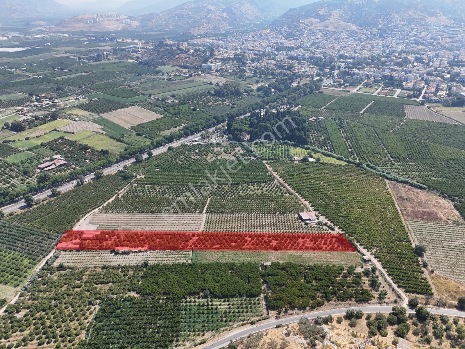 Satılık.. İzmir Selçuk'da 8.474 M2 Mandalin Bahçesi... — fotoğraf 4