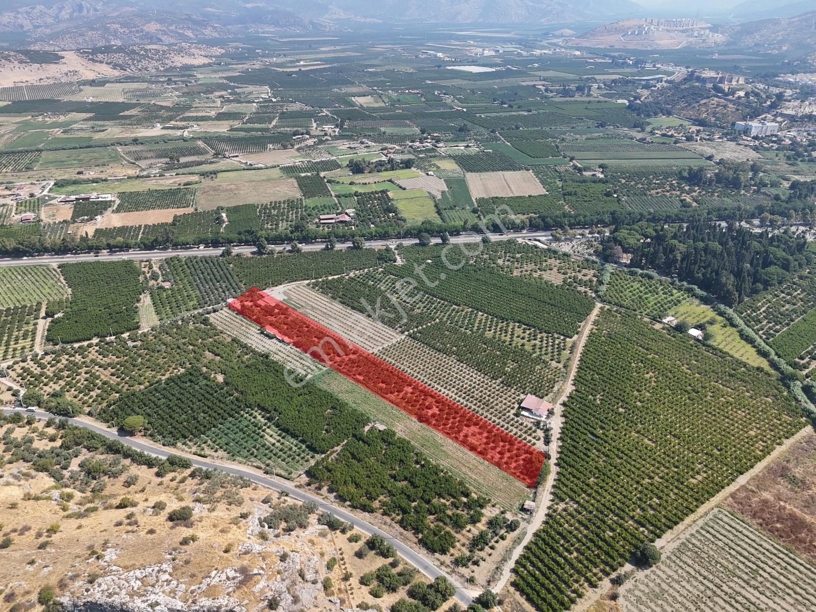 Satılık.. İzmir Selçuk'da 8.474 M2 Mandalin Bahçesi... — fotoğraf 5