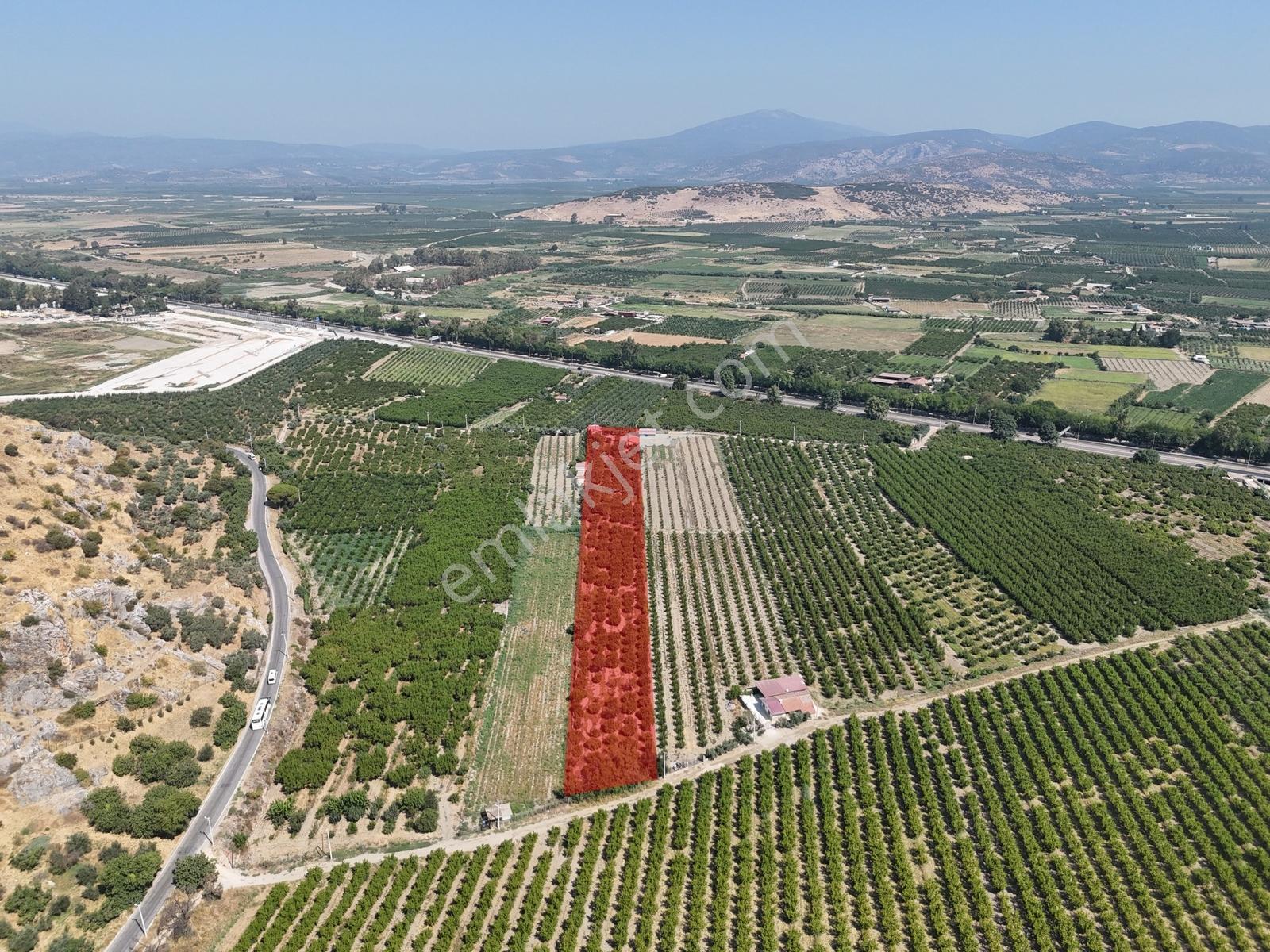 Satılık.. İzmir Selçuk'da 8.474 M2 Mandalin Bahçesi... — fotoğraf 6