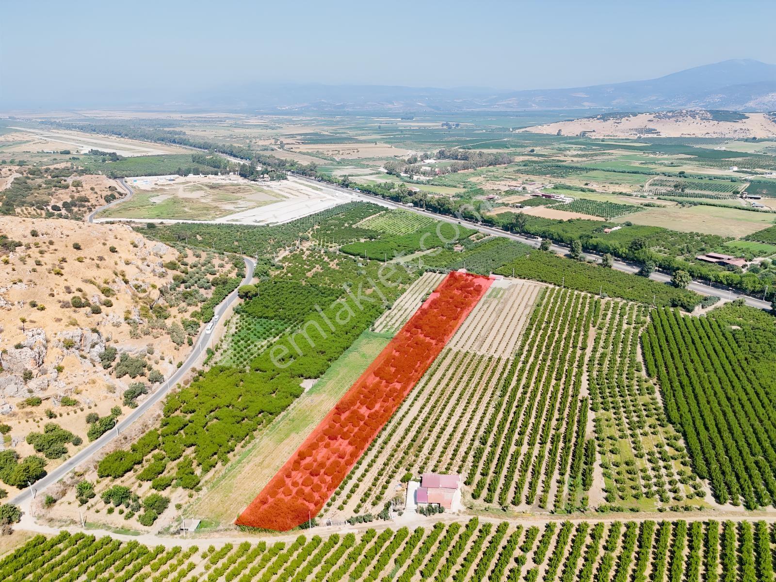 Satılık.. İzmir Selçuk'da 8.474 M2 Mandalin Bahçesi... — fotoğraf 7