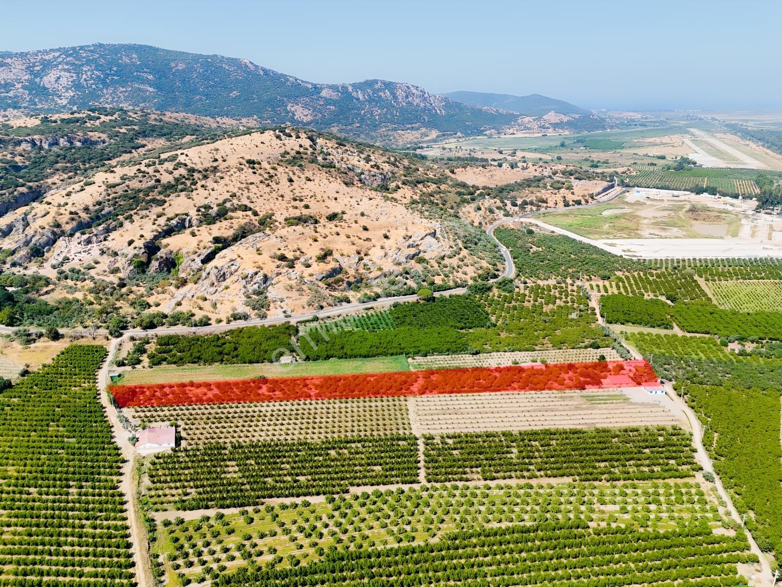 Satılık.. İzmir Selçuk'da 8.474 M2 Mandalin Bahçesi... — fotoğraf 8