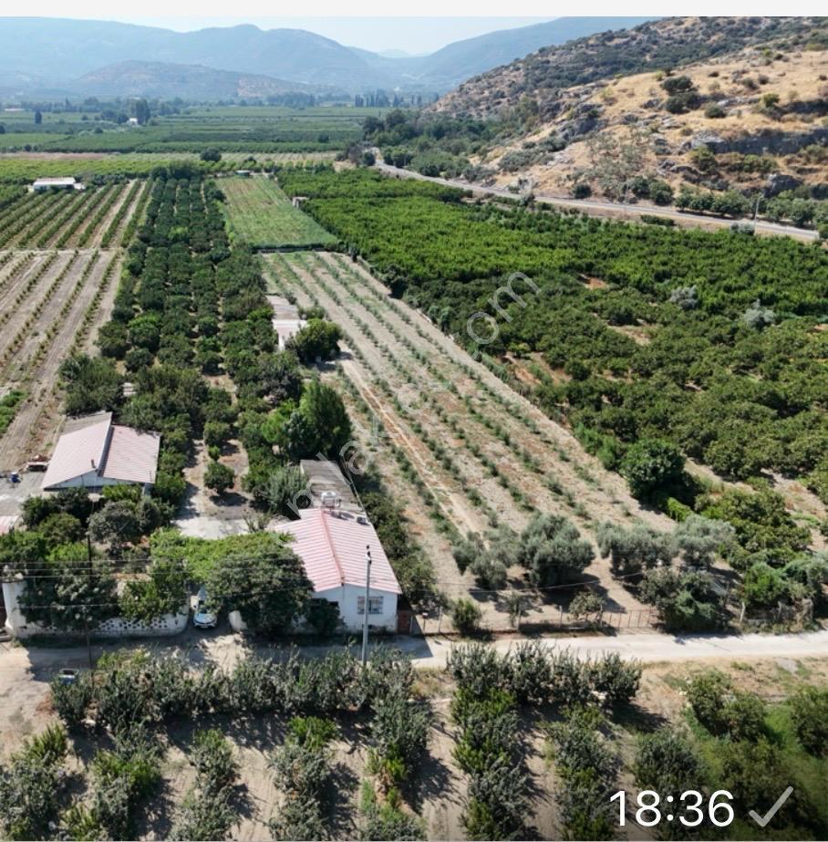 Satılık.. İzmir Selçuk'da 8.474 M2 Mandalin Bahçesi... — fotoğraf 9