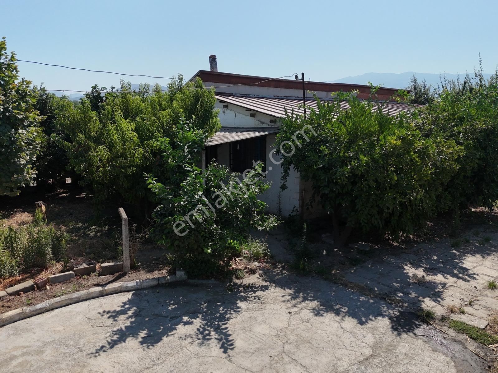 Satılık.. İzmir Selçuk'da 8.474 M2 Mandalin Bahçesi... — fotoğraf 11