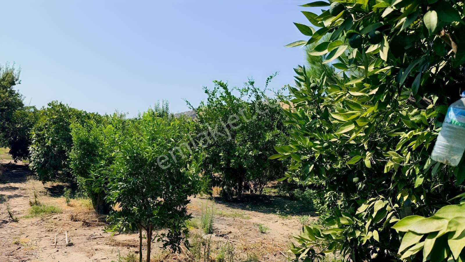 Satılık.. İzmir Selçuk'da 8.474 M2 Mandalin Bahçesi... — fotoğraf 13