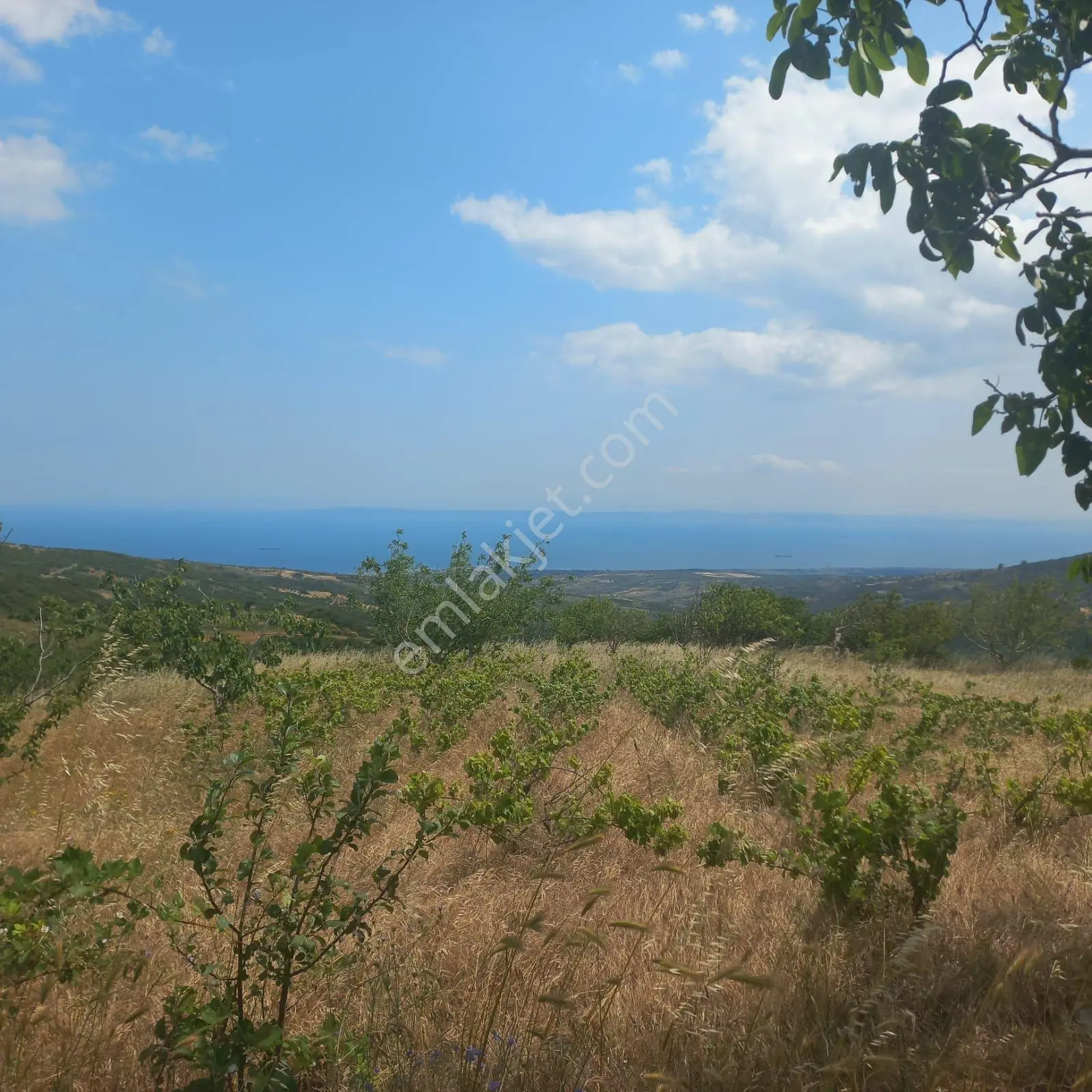 Şaköy De Işık Emlaktan Çengelli Mah De 2828 M2 Bağ Ve Meyvalık — fotoğraf 2