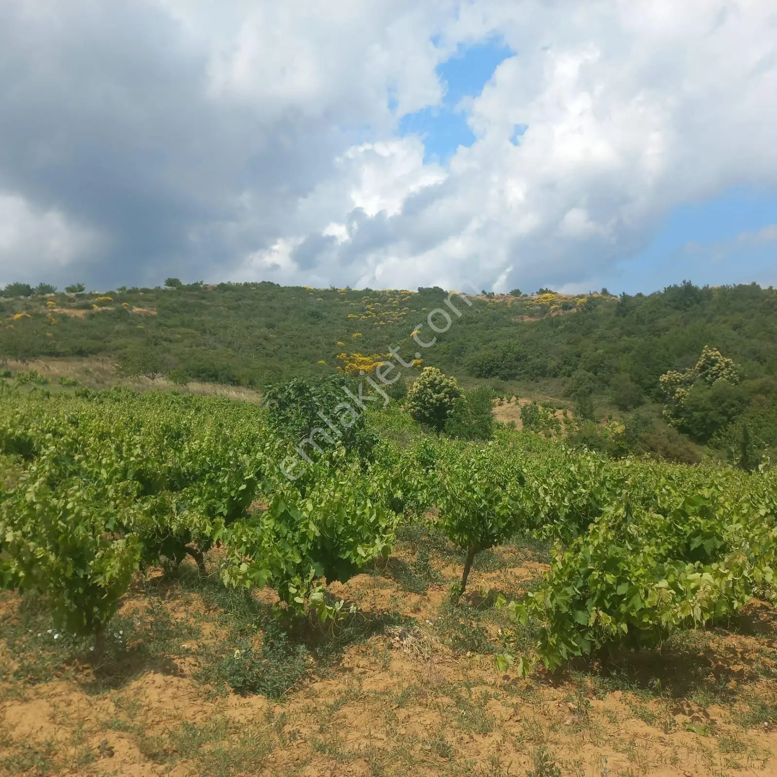 Şaköy De Işık Emlaktan Çengelli Mah De 2828 M2 Bağ Ve Meyvalık — fotoğraf 3
