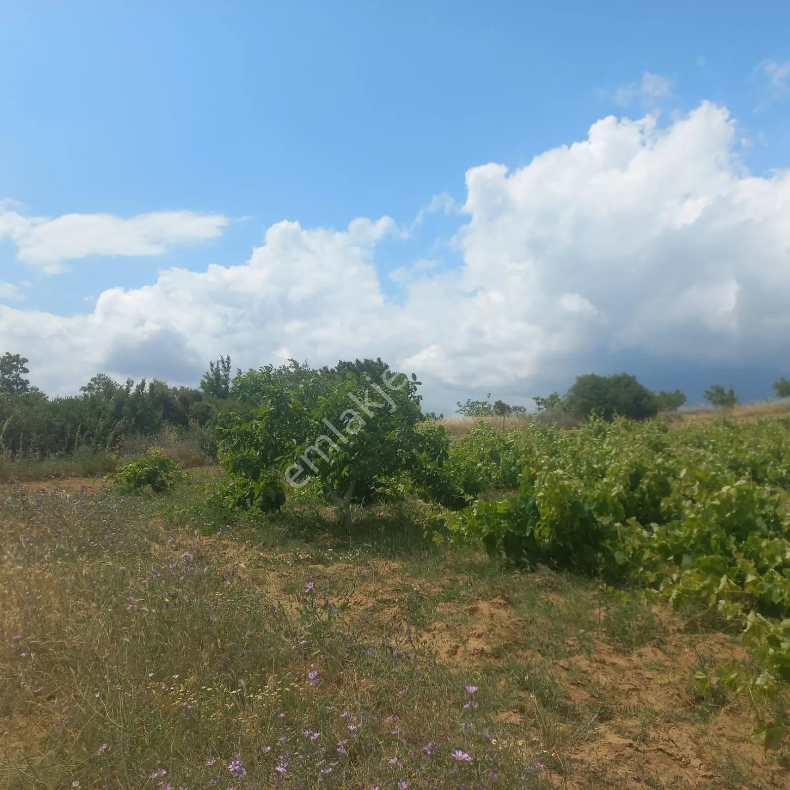 Şaköy De Işık Emlaktan Çengelli Mah De 2828 M2 Bağ Ve Meyvalık — fotoğraf 4