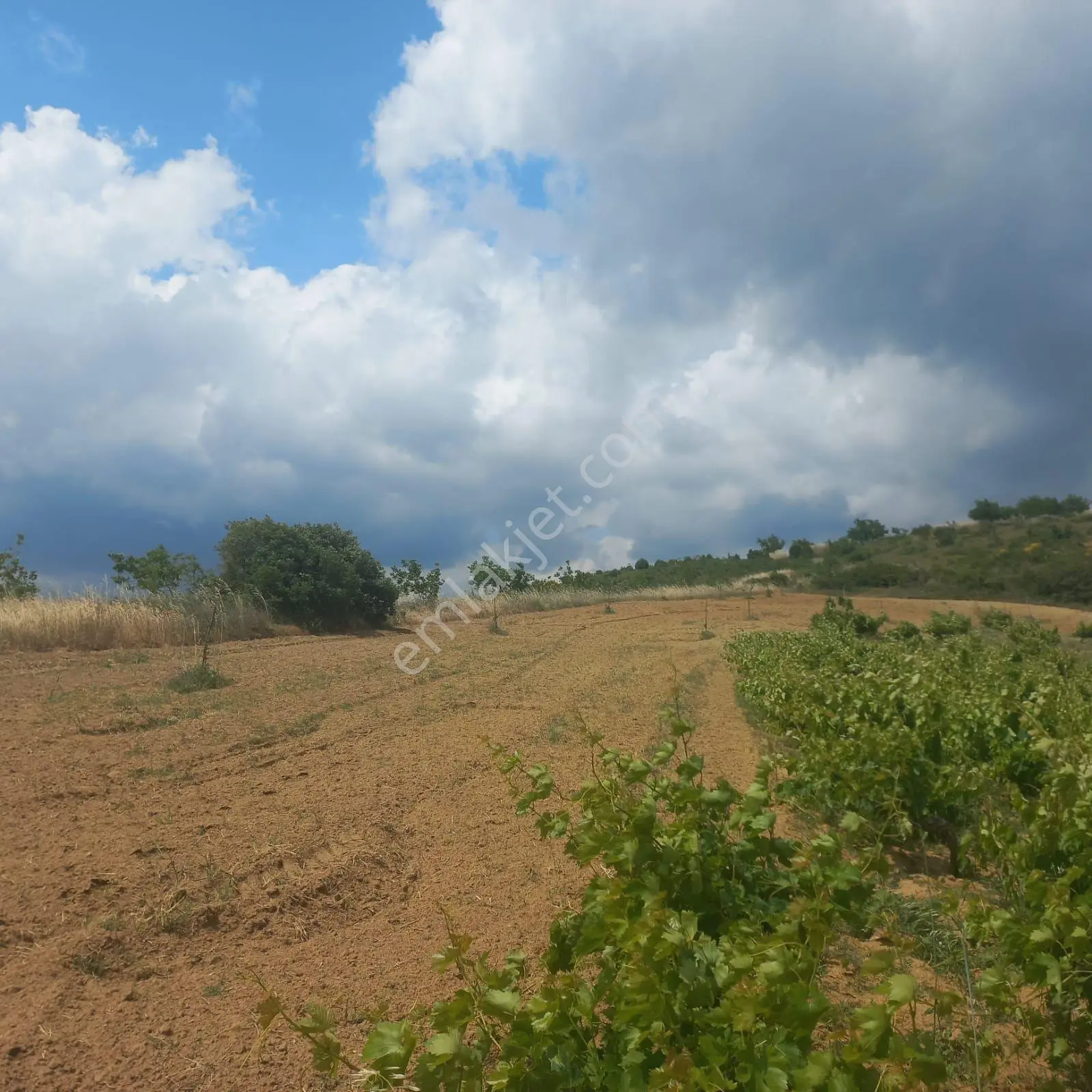 Şaköy De Işık Emlaktan Çengelli Mah De 2828 M2 Bağ Ve Meyvalık — fotoğraf 5