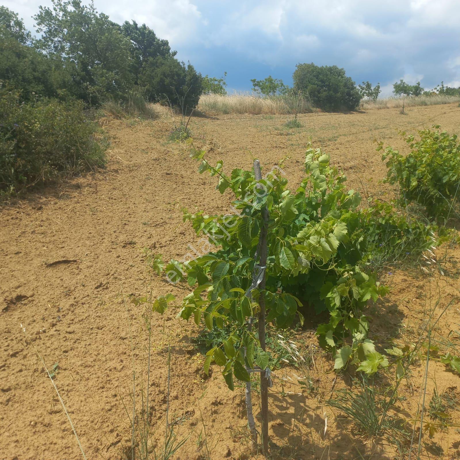 Şaköy De Işık Emlaktan Çengelli Mah De 2828 M2 Bağ Ve Meyvalık — fotoğraf 6
