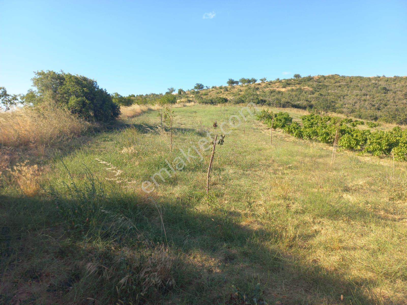 Şaköy De Işık Emlaktan Çengelli Mah De 2828 M2 Bağ Ve Meyvalık — fotoğraf 7