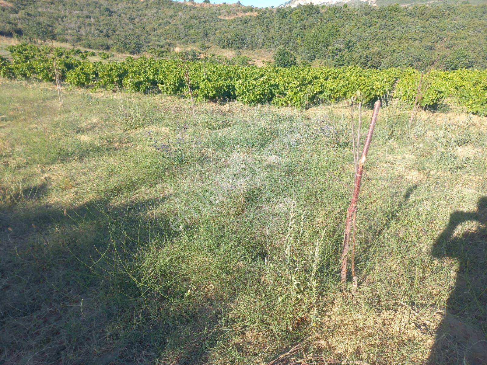 Şaköy De Işık Emlaktan Çengelli Mah De 2828 M2 Bağ Ve Meyvalık — fotoğraf 8