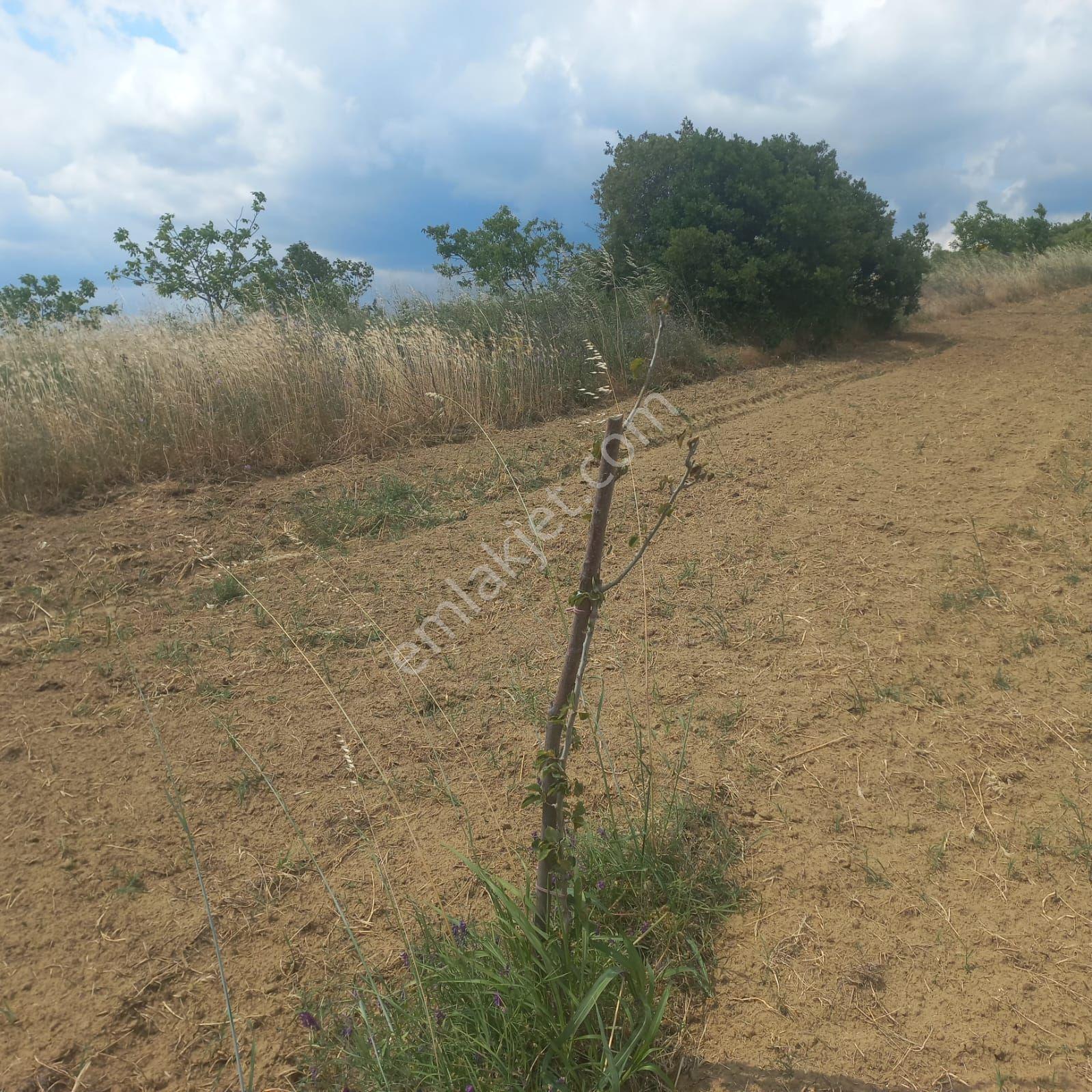 Şaköy De Işık Emlaktan Çengelli Mah De 2828 M2 Bağ Ve Meyvalık — fotoğraf 12
