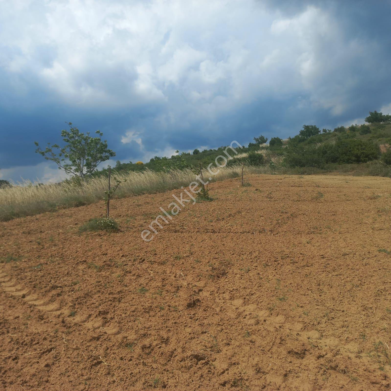 Şaköy De Işık Emlaktan Çengelli Mah De 2828 M2 Bağ Ve Meyvalık — fotoğraf 13