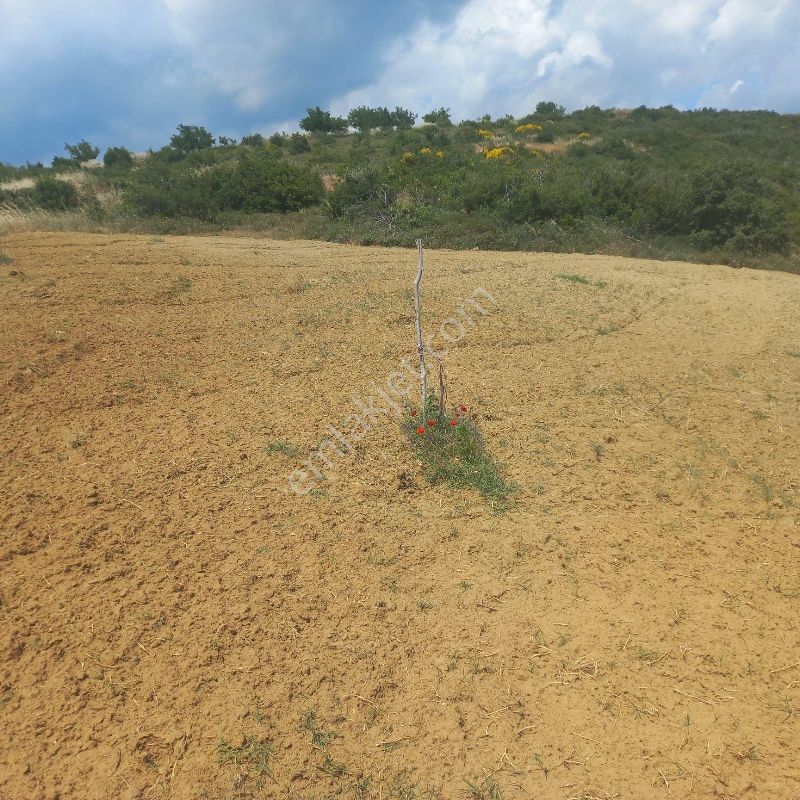 Şaköy De Işık Emlaktan Çengelli Mah De 2828 M2 Bağ Ve Meyvalık — fotoğraf 14