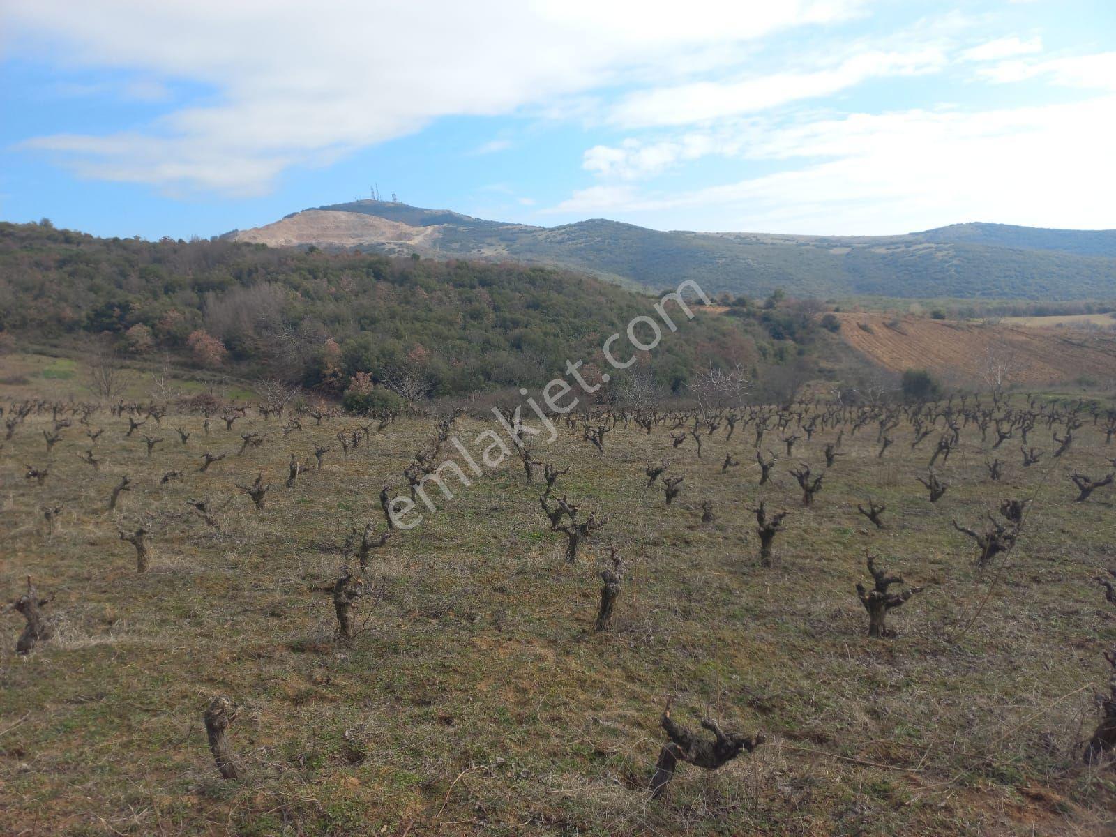 Şaköy De Işık Emlaktan Çengelli Mah De 2828 M2 Bağ Ve Meyvalık — fotoğraf 15