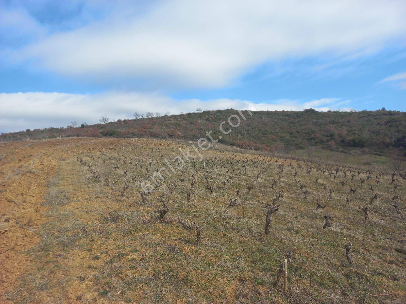Şaköy De Işık Emlaktan Çengelli Mah De 2828 M2 Bağ Ve Meyvalık — fotoğraf 16