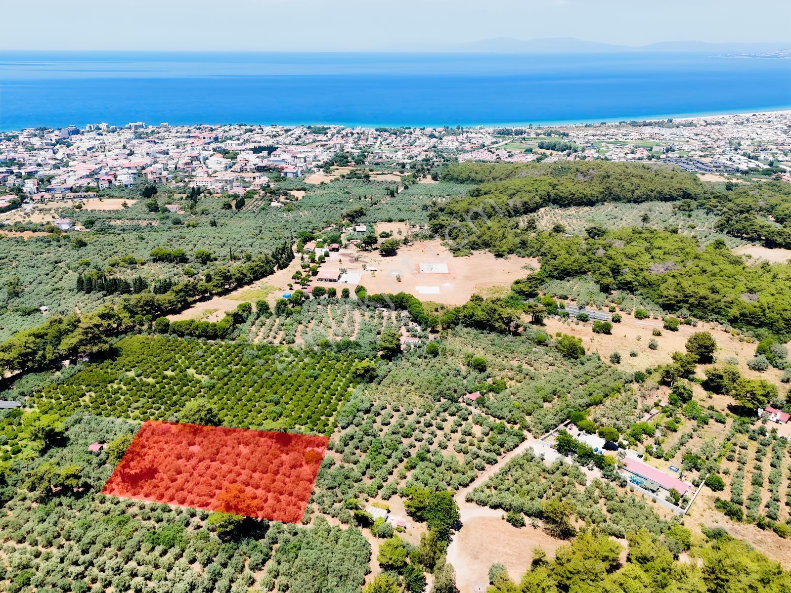 Kuşadası. Güzelçamlı 'Da 4.277M2 Zeytinli Tarla Satılık...