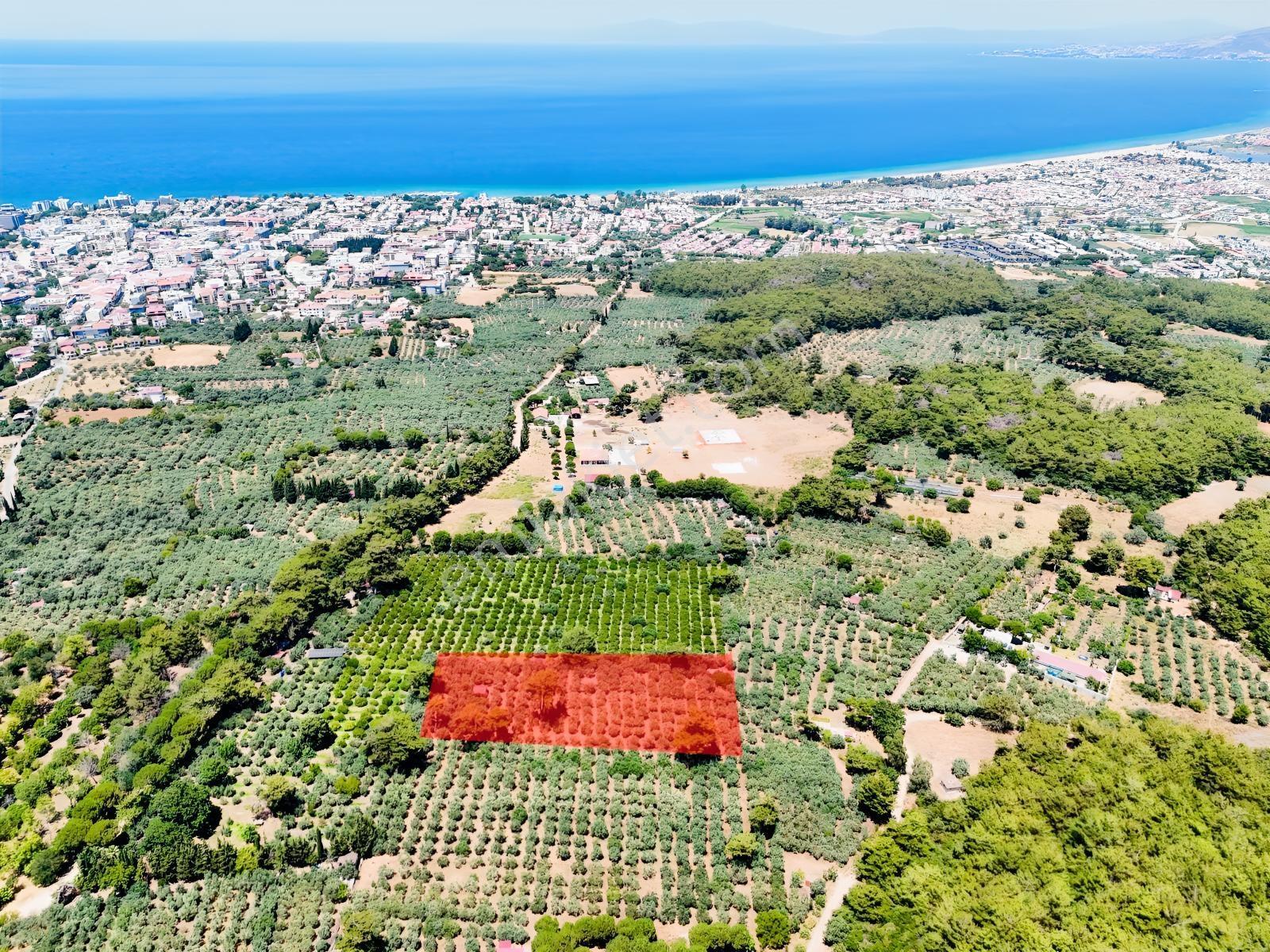 Kuşadası. Güzelçamlı 'da 4.277m2 Zeytinli Tarla Satılık... — fotoğraf 2