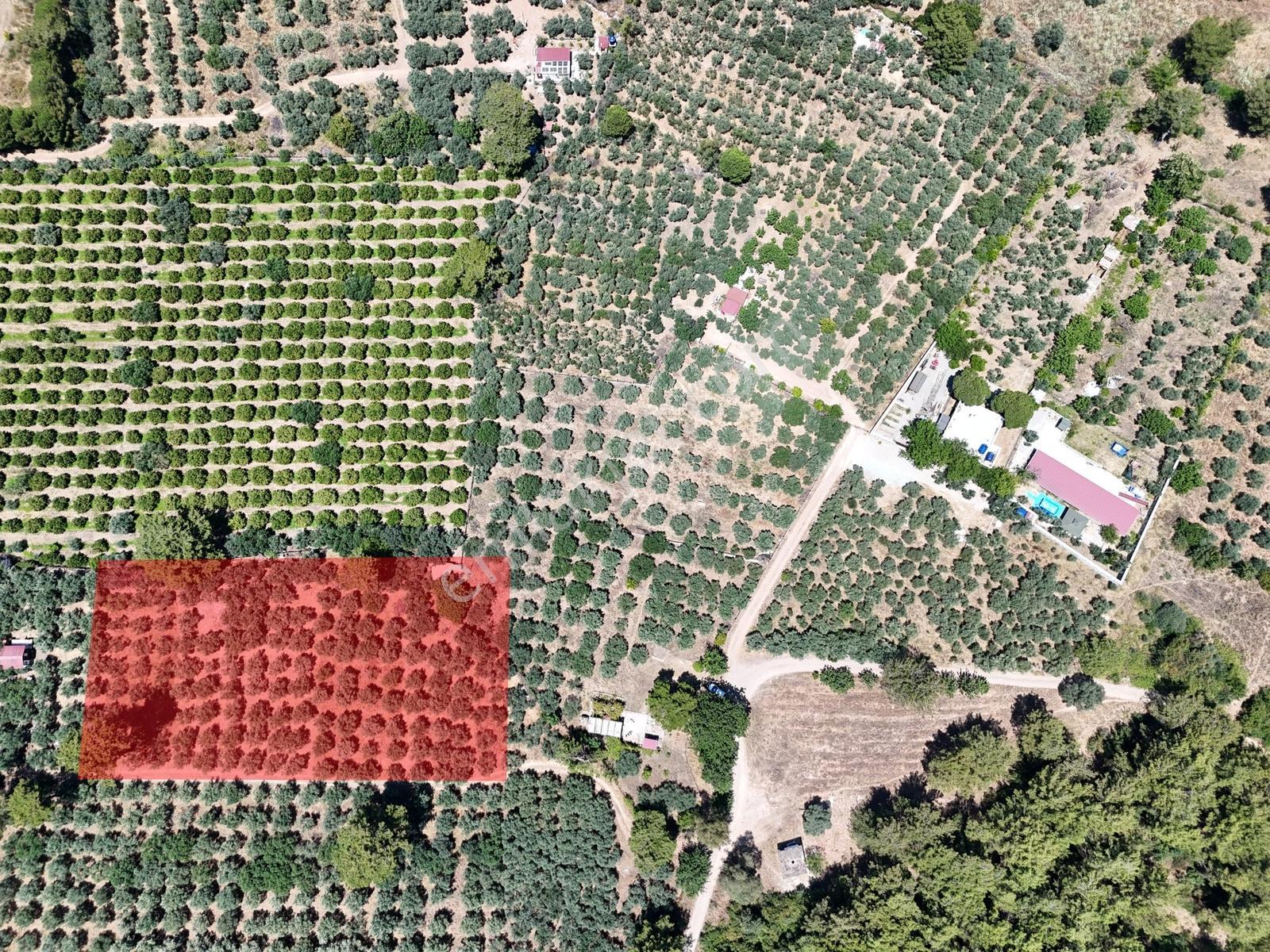 Kuşadası. Güzelçamlı 'da 4.277m2 Zeytinli Tarla Satılık... — fotoğraf 3