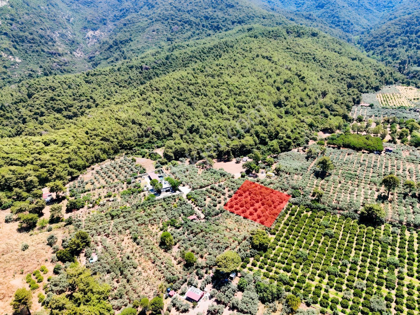 Kuşadası. Güzelçamlı 'da 4.277m2 Zeytinli Tarla Satılık... — fotoğraf 4