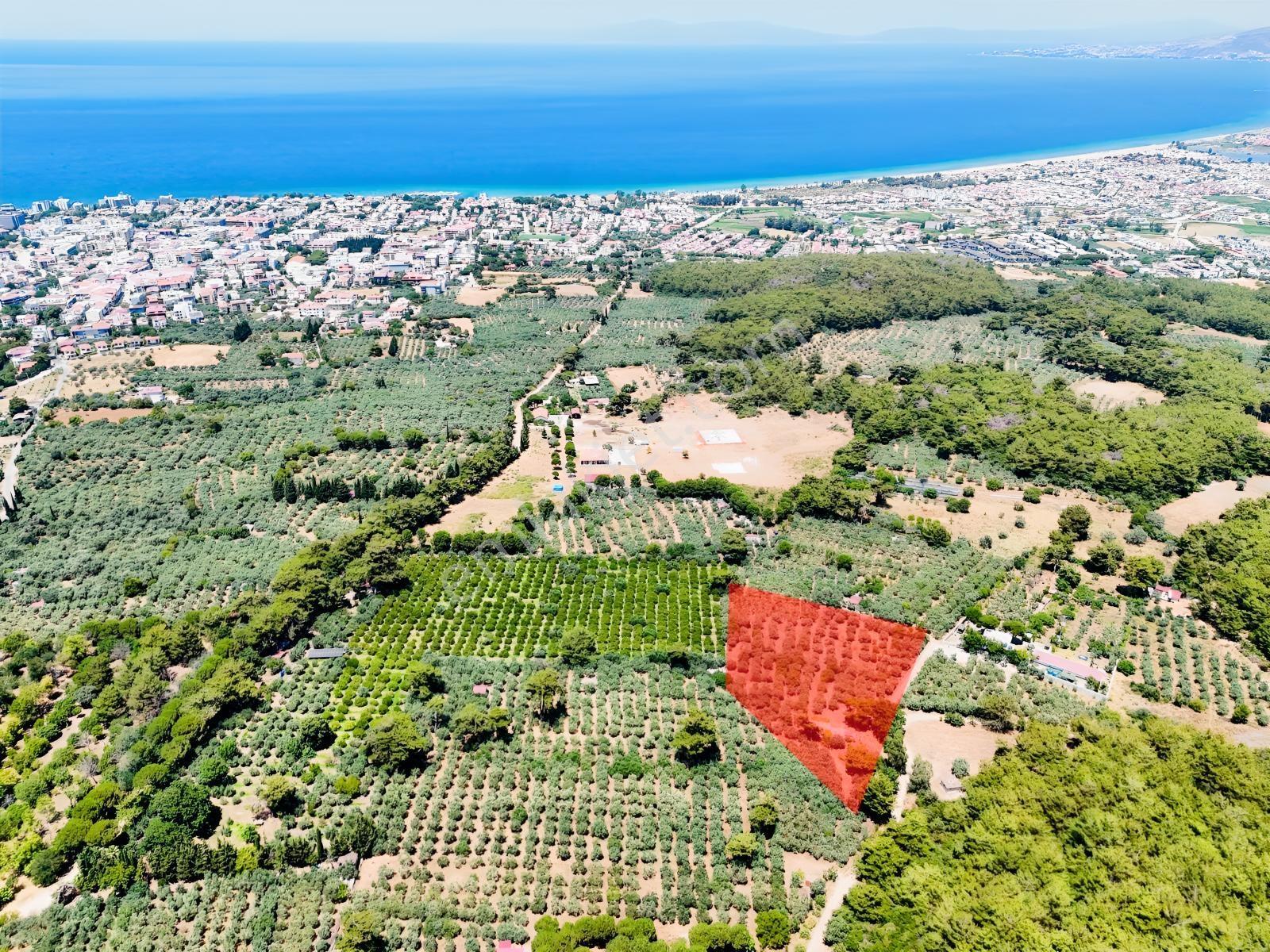 Kuşadası. Güzelçamlı 'da 4.277m2 Zeytinli Tarla Satılık... — fotoğraf 5