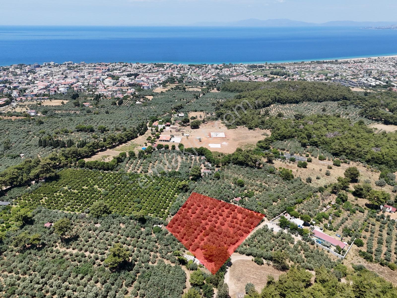 Kuşadası. Güzelçamlı 'da 4.277m2 Zeytinli Tarla Satılık... — fotoğraf 6