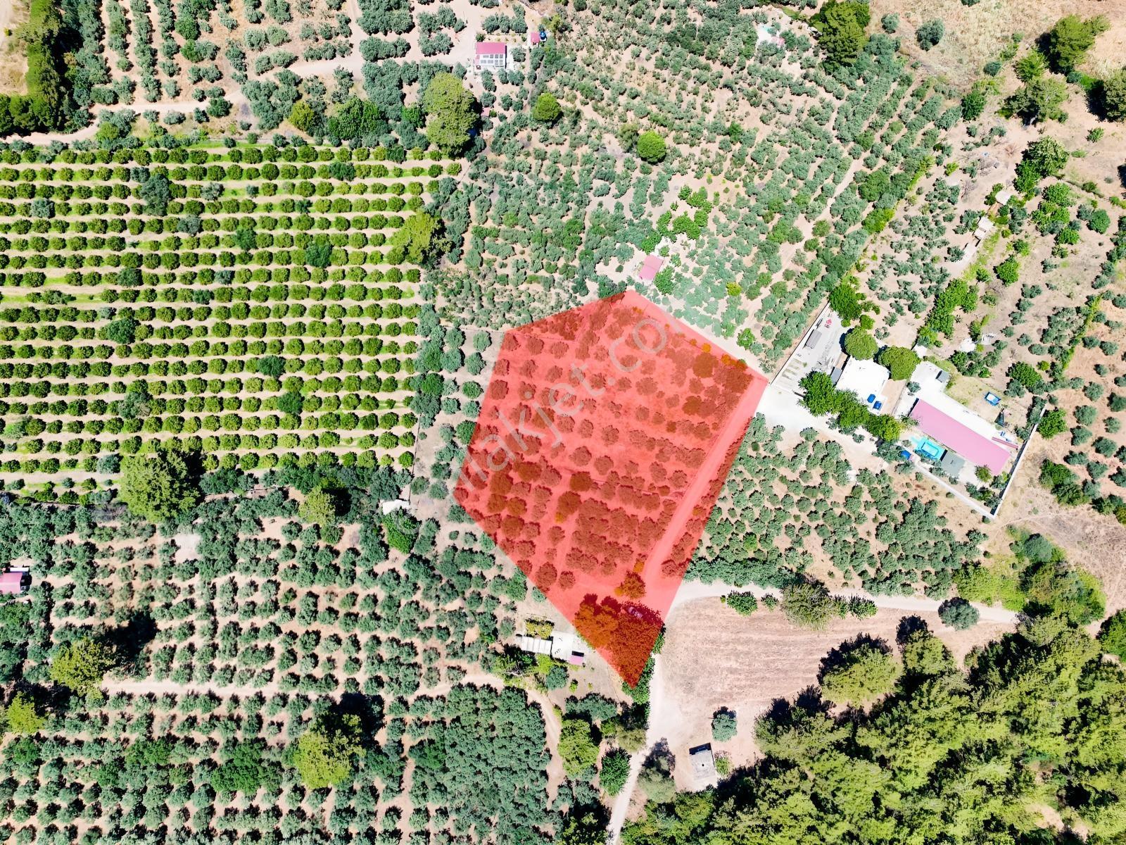 Kuşadası. Güzelçamlı 'da 4.277m2 Zeytinli Tarla Satılık... — fotoğraf 7