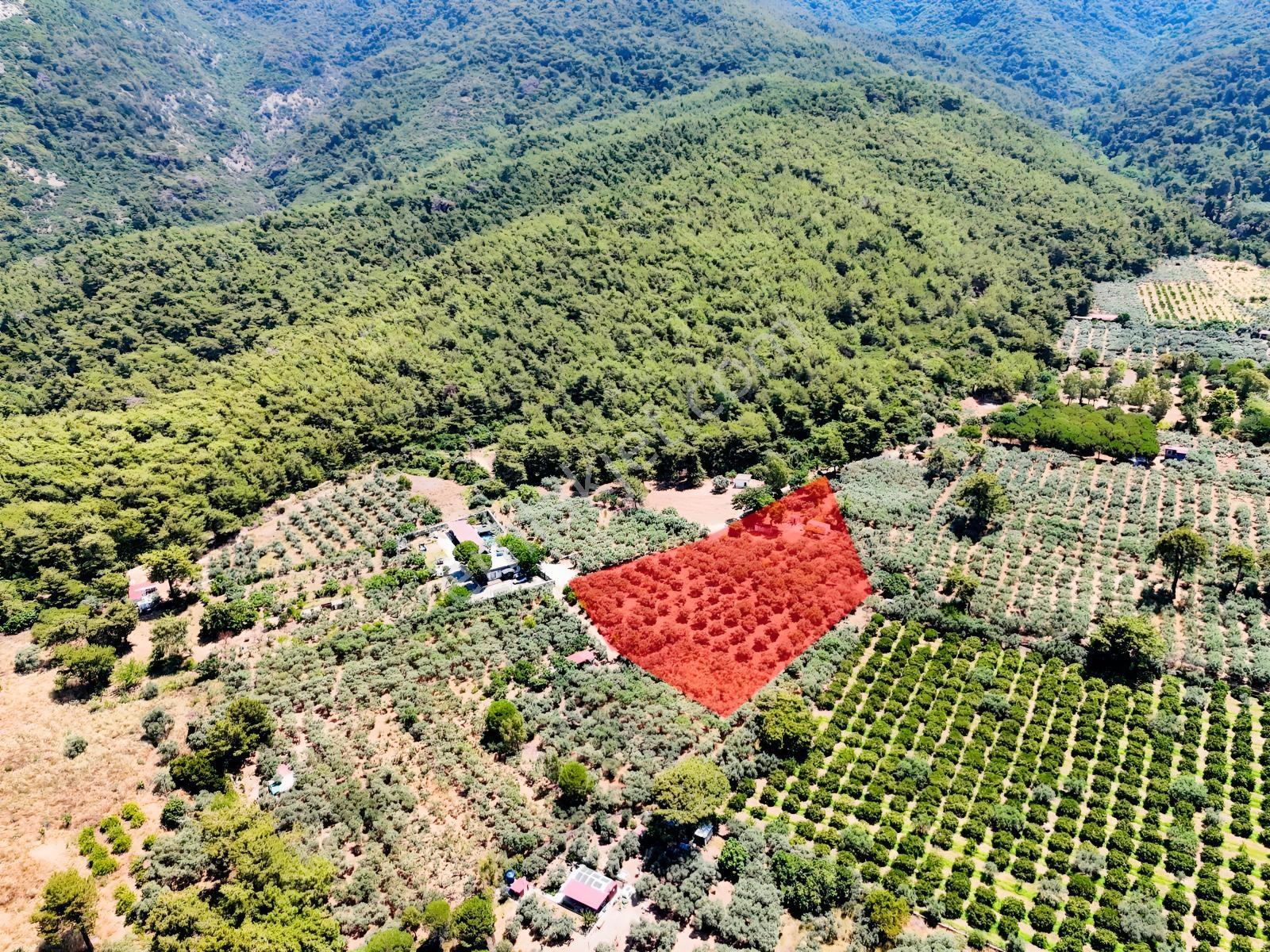 Kuşadası. Güzelçamlı 'da 4.277m2 Zeytinli Tarla Satılık... — fotoğraf 8