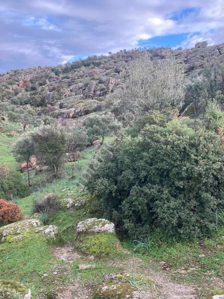 Söke Karacahayıt Satılık Fırsat Zeytinlik — fotoğraf 6