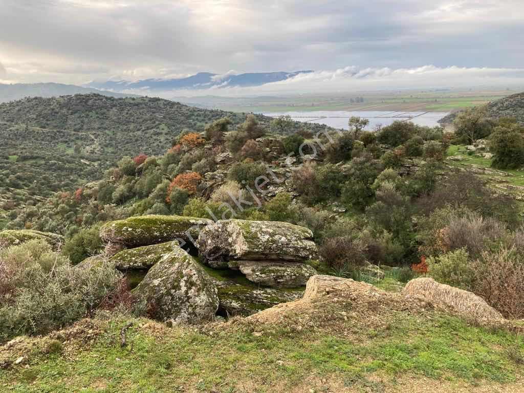 Söke Karacahayıt Satılık Fırsat Zeytinlik — fotoğraf 8