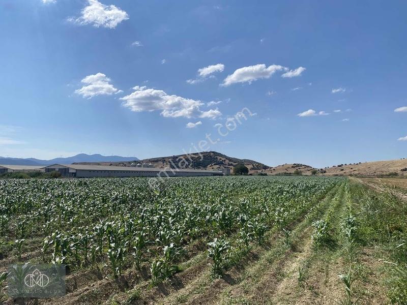 Tirede Kendi Elektriği Suyu Olan Satılık Tarla — fotoğraf 10