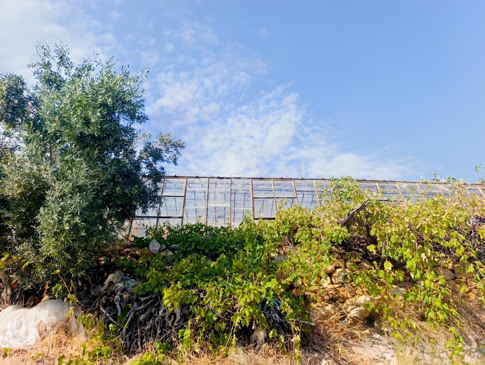 Karakuş Emlaktan Aydıncık Yenikaş'ta 1367 M² Cam Sera Ve Bahçe — fotoğraf 13
