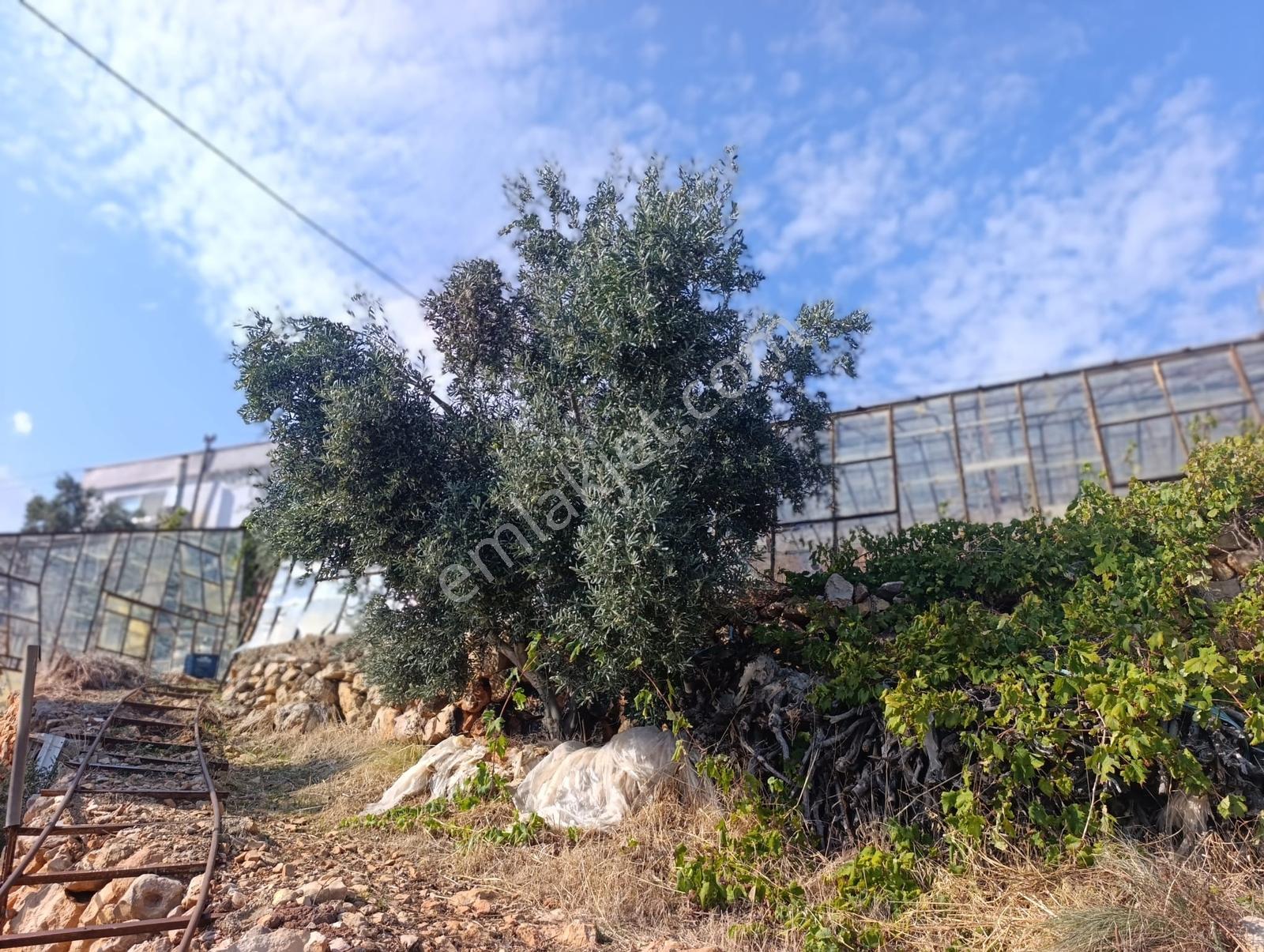 Karakuş Emlaktan Aydıncık Yenikaş'ta 1367 M² Cam Sera Ve Bahçe — fotoğraf 14