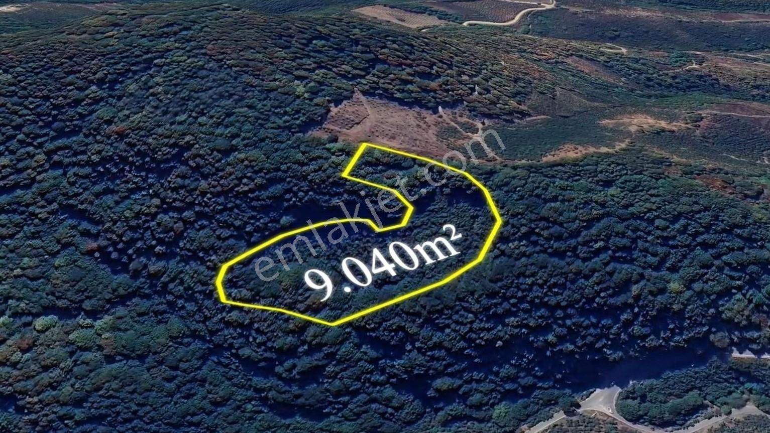 Bıçkıatik Te Verimli Fındık Tarlası