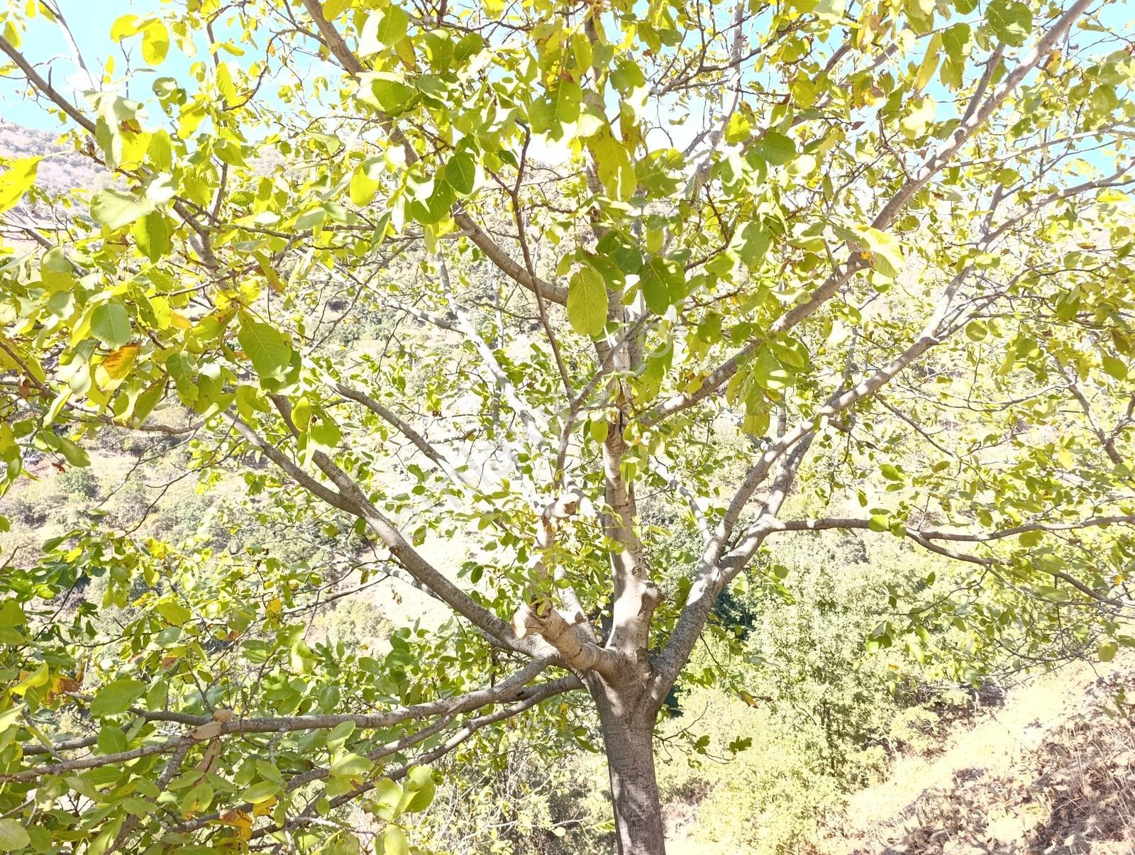 Yatırım Fırsatı!!!uygun Fiyatlı Arazi — fotoğraf 3